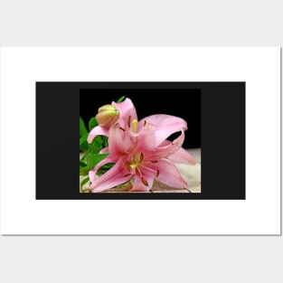 Two pink Lilies Posters and Art